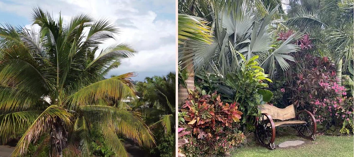 Domaine des Mille cocos - Photo 2